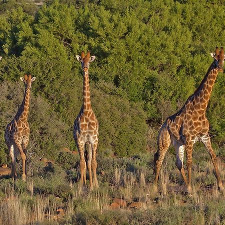 Willa Ko Ka Tsara Bush Camp Beaufort West Zewnętrze zdjęcie