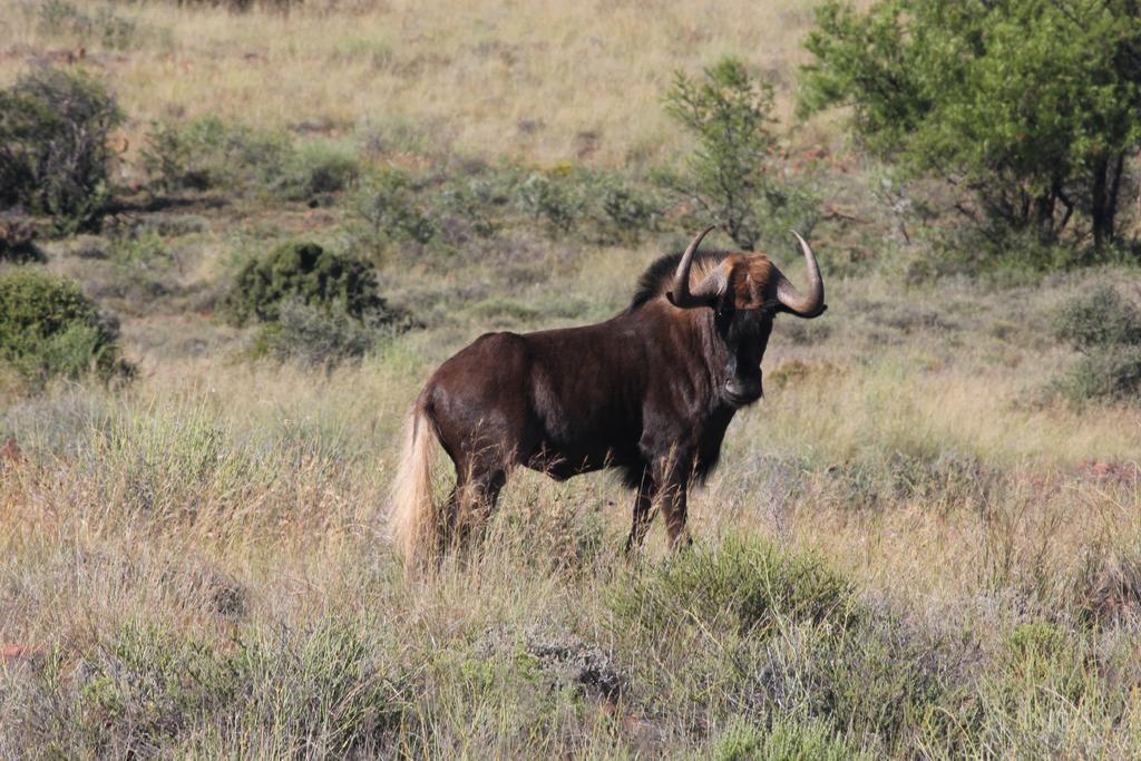 Willa Ko Ka Tsara Bush Camp Beaufort West Zewnętrze zdjęcie