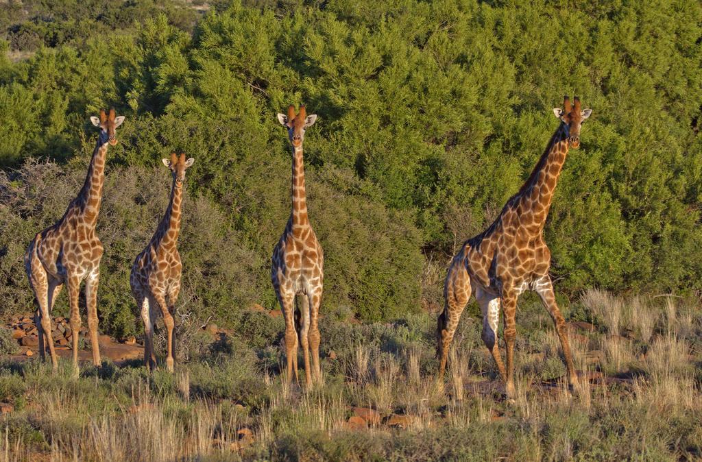 Willa Ko Ka Tsara Bush Camp Beaufort West Zewnętrze zdjęcie