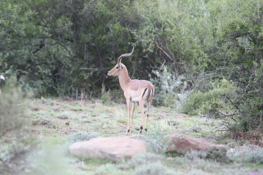Willa Ko Ka Tsara Bush Camp Beaufort West Zewnętrze zdjęcie